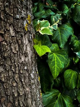 Ivy vine climbing tree trunk isolated on white background clipping path included Stock Photos
