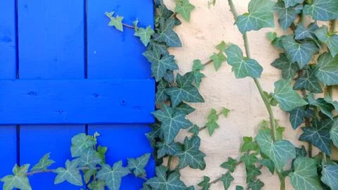 Ivy vine creeping up a stucco wall and a blue wood shutter Stock Photos