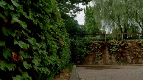 Ivy vine: Stockbeeldmateriaal 80191256