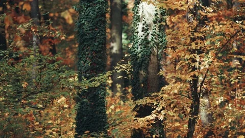 Ivy vines climbing thick tree trunks in the autumn forest. Delicate Video stock 166482872