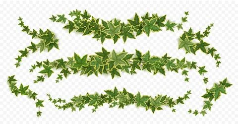 Ivy vines, creeper branches with green leaves Stock Illustration