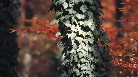 Ivy vines entangle the thick tree trunks in the autumn forest. Delicate Stock Footage 169831850