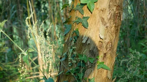 Ivy vines growing up the trunk of a eucalyptus tree in the woods, pan up. Video stock 106738338