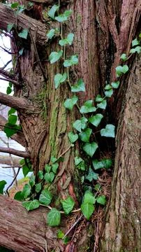 Ivy Vines Growing on Weathered Tree Trunk Stock Photos