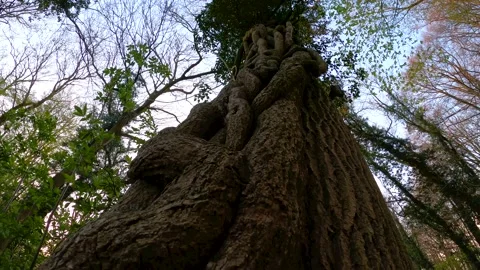 Ivy vines on a tree trunk Stock Footage 152977392