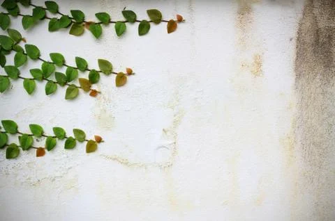 Ivy vines on the wall Stock Photos