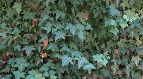 Ivy Wall Almost Motionless Stock Footage 24834484