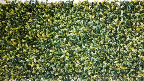 Ivy wall backdrop or background or wallpaper Stock Photos