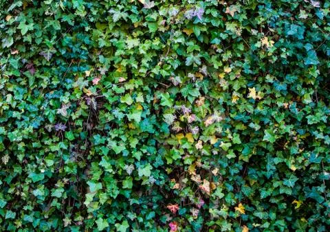 Ivy wall background Stock Photos