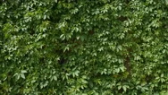 Ivy On The Wall Of A Building, Natural Green Area Outside. Background, Texture Stock Footage
