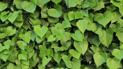 Ivy wall / camera slides slowly with a motorized dolly Stock Footage 51403920