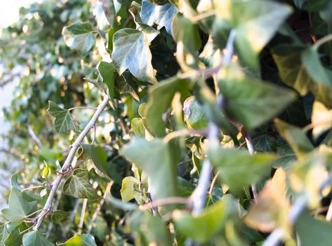 Ivy Wall Closeup Stock Photos