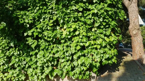Ivy on Wall Corner Stock Footage 83996480