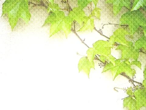 Ivy on the wall-drawing Stock Illustration