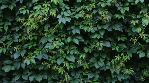 Ivy on the Wall Stock Footage 7152102