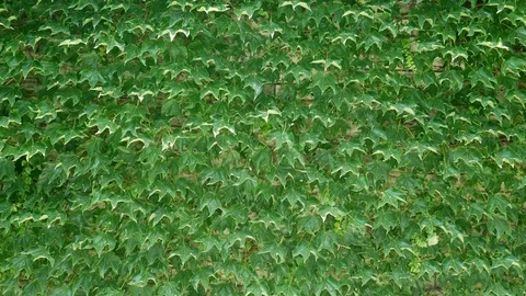 Ivy on Wall Video stock 83996546