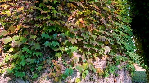 Ivy on the wall Stock Footage 219805019