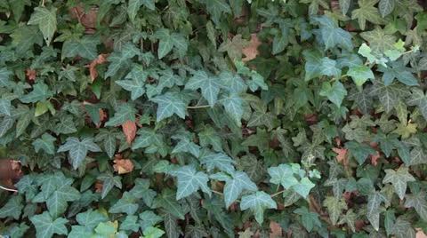 Ivy Wall in Light Breeze Stock Footage 24834839
