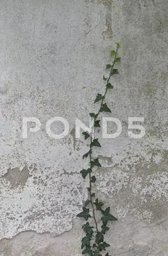 Ivy on wall Stock Photos