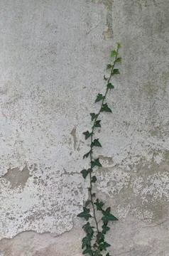 Ivy on wall Stock Photos