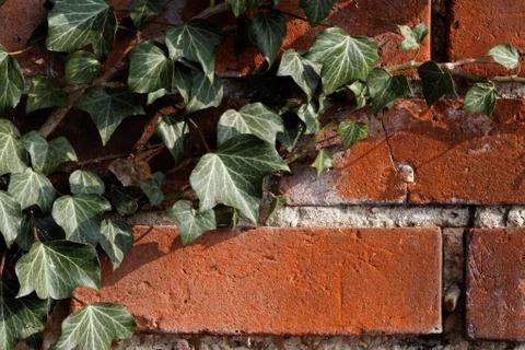 Ivy on a wall Stock Photos