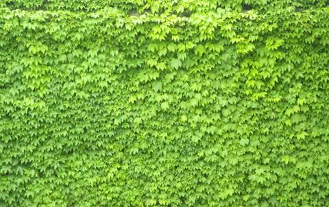Ivy wall Stock Photos