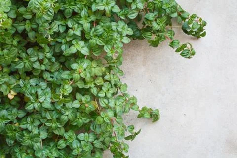 A ivy on a wall Stock Photos
