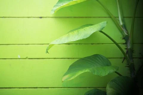 Ivy on the wall. Foto stock