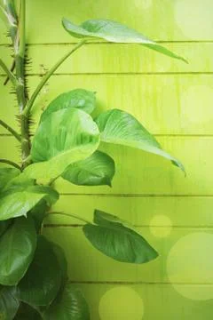 Ivy on the wall. Stock Photos