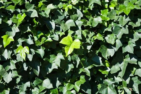 Ivy wall Stock Photos