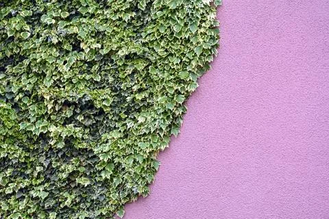 Ivy on the wall Stock Photos