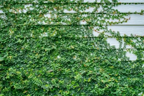 Ivy wall Stock-Fotos