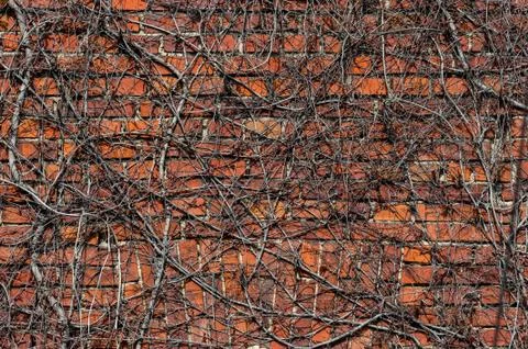Ivy wall Stock Photos
