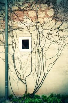 Ivy on a wall Stock Photos