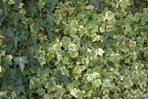 Ivy Wall Foto stock