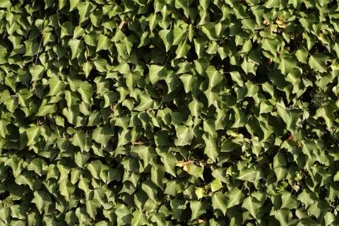Ivy Wall Foto stock