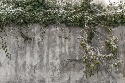 Ivy Wall Stock Photos
