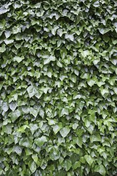 Ivy wall Stock Photos