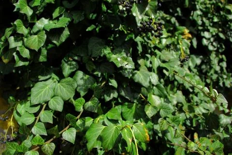 Ivy wall Stock Photos