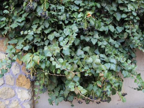 Ivy with wall Stock Photos