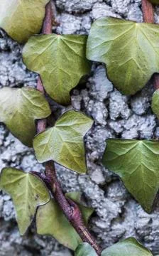 Ivy on a wall Stock Photos