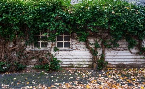 Ivy on the wall Stock Photos