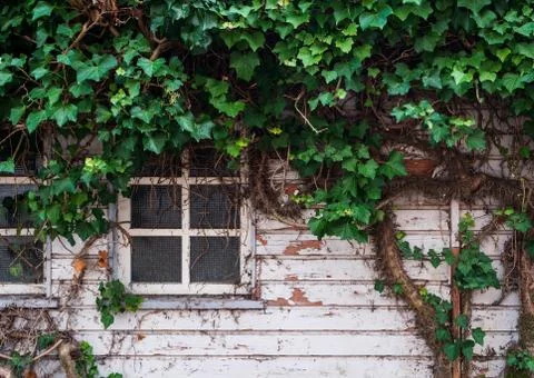 Ivy on the wall Stock Photos