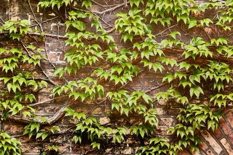 Ivy on a wall Stock Photos