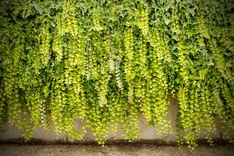 Ivy on the wall Stock Photos