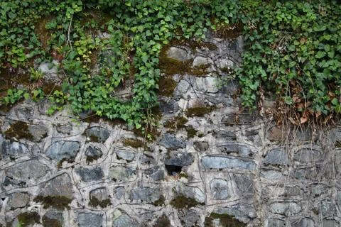 Ivy wall Stock Photos