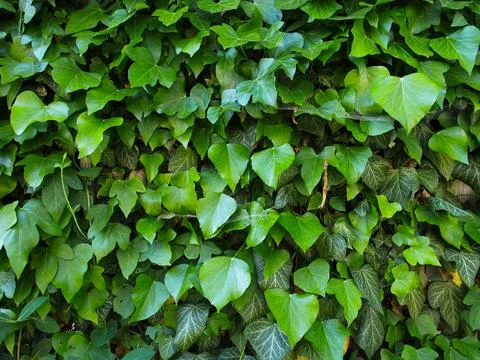 Ivy on a wall Stock Photos