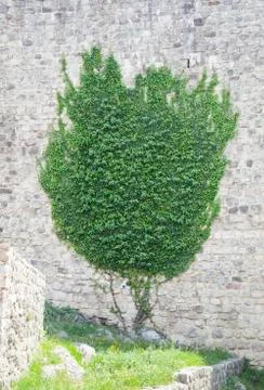Ivy on a wall shaped like a tree Stock Photos