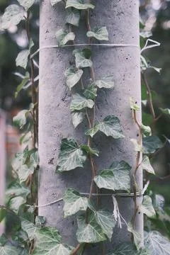 Ivy winds up a gray concrete utility pole Stock Photos