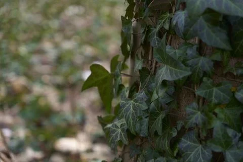 Ivy Wrapping Around Tree Base Stock Photos